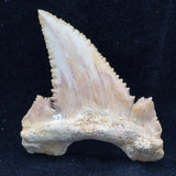palaeocarcharodon orientalis