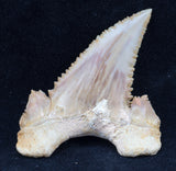 palaeocarcharodon orientalis