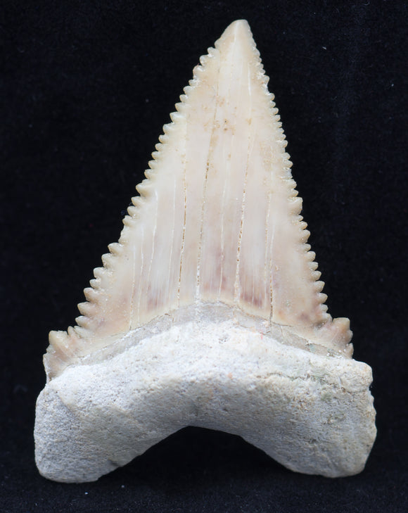 1 3/4 inch Palaeocarcharodon orientalis