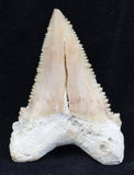 1 3/4 inch Palaeocarcharodon orientalis