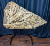 mosasaur skull
