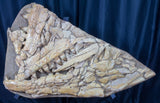 mosasaur jaws skull