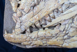 mosasaur jaws skull