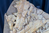Partial Mosasaur Skull on Custom Stand-Morocco