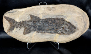 Reticulolepis sp Permian age fossil fish Germany