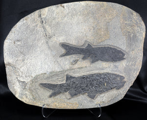 Permian Fish Fossil Paramblypterus sp and Amblypterus sp Germany
