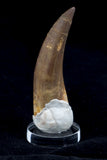 Plesiosaur Tooth