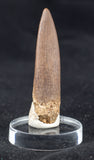 Plesiosaur Tooth