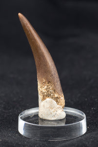 Plesiosaur Tooth