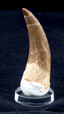 Plesiosaur Tooth