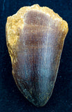 prognathodon currii mosasaur tooth large