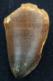 prognathodon currii mosasaur tooth large