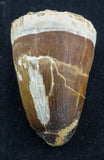 prognathodon currii mosasaur tooth large