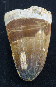 prognathodon currii mosasaur tooth large