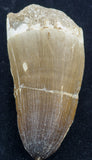 prognathodon currii mosasaur tooth large