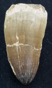 prognathodon currii mosasaur tooth large