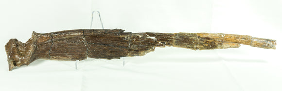 Protosphyraena fin