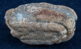 shark coprolite