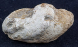 shark coprolite