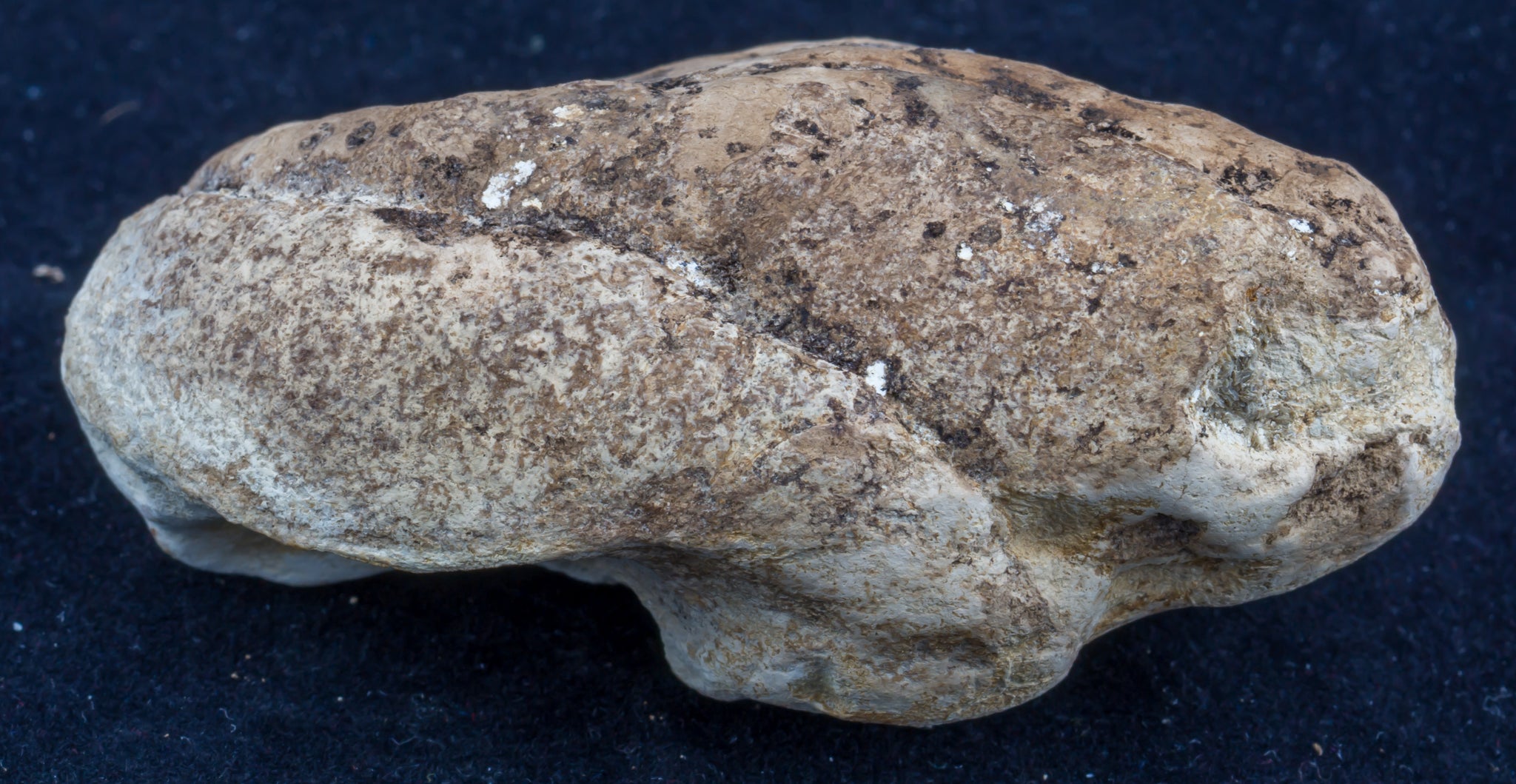 Shark Coprolite #2 – Chalk Hills Fossils
