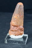 2" Spinosaurus Tooth