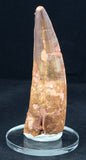 4.5 inch spinosaurus tooth