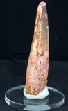  3 3/4" Spinosaurus Tooth