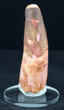 3 7/8" Very Large Spinosaurus Tooth