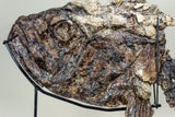 Ichthyodectes Skull
