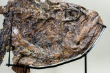 Ichthyodectes Skull