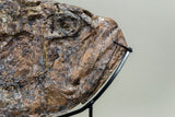 Ichthyodectes Skull