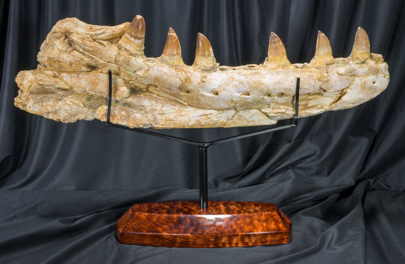 prognathadon anceps dentary lower jaw mosasaur