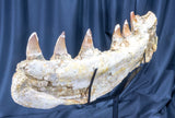 Mosasaur (Prognathadon) Jaw on Custom Stand-Morocco