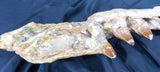 Mosasaur (Prognathadon) Jaw on Custom Stand-Morocco
