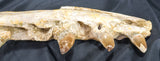 mosasaur jaw replacement tooth