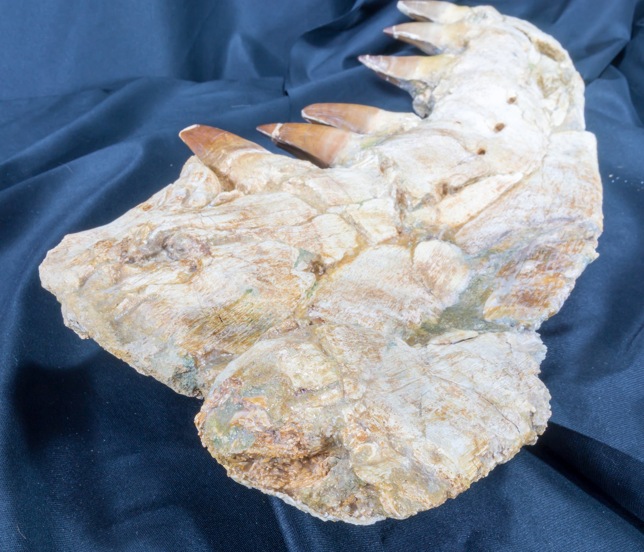 Mosasaur (Prognathadon) Jaw on Custom Stand-Morocco – Chalk Hills