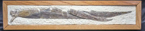 Protosphyraena nitida Pectoral Fins
