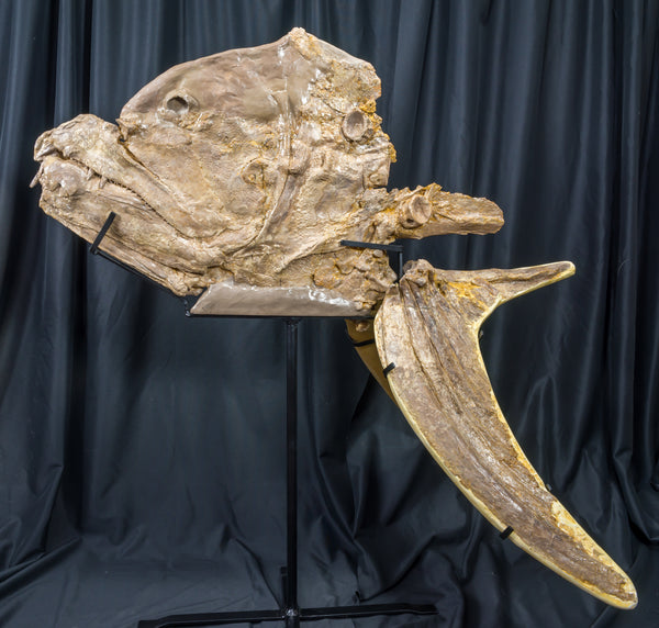 xiphactinusaudaxskullandpector