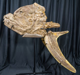 niobrara fossil fish xiphactinus audax