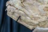 xiphactinus audax upper lower jaws teeth,