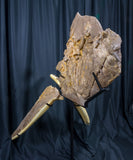 Xiphactinus audax Skull and Pectorals