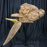Xiphactinus audax Skull and Pectorals