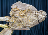 Xiphactinus audax Skull and Pectorals