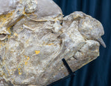 xiphactinus audax jaw